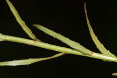 Wahlenbergia virgata