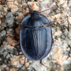 Pterohelaeus