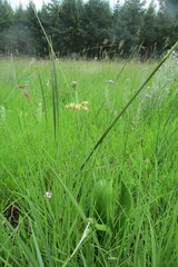 Miraglossum pulchellum