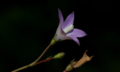 Wahlenbergia virgata