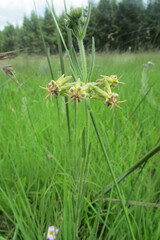 Miraglossum pulchellum