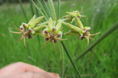 Miraglossum pulchellum