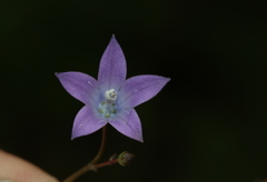 Wahlenbergia virgata