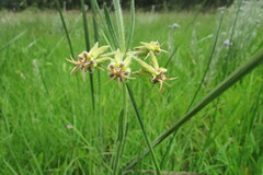 Miraglossum pulchellum