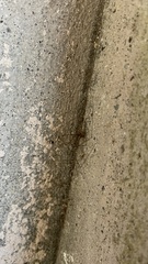 Pholcus phalangioides