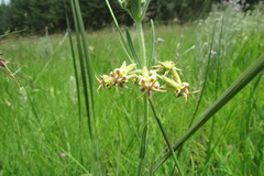 Miraglossum pulchellum