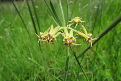 Miraglossum pulchellum