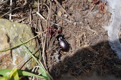 Carabus forreri
