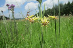 Miraglossum pulchellum