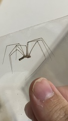 Pholcus phalangioides