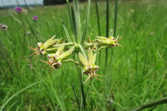 Miraglossum pulchellum