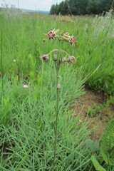 Miraglossum pulchellum