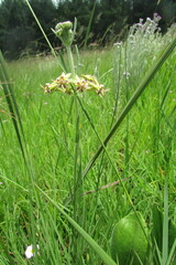Miraglossum pulchellum
