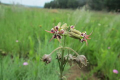 Miraglossum pulchellum