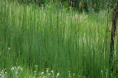 Setaria sphacelata sericea