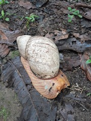 Megalobulimus popelairianus