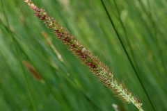 Setaria sphacelata sericea