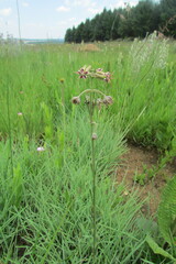 Miraglossum pulchellum