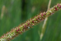Setaria sphacelata sericea