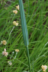 Setaria sphacelata sericea