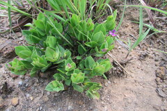 Polygala amatymbica