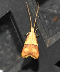 Crocanthes prasinopis