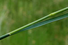 Setaria sphacelata sericea