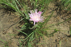 Delosperma ashtonii