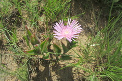 Delosperma ashtonii