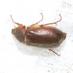 Melolonthinae