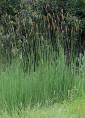 Setaria sphacelata sericea