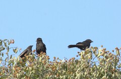 Bubalornis albirostris