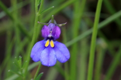 Monopsis decipiens