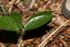 Aristolochia praevenosa