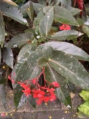 Begonia coccinea