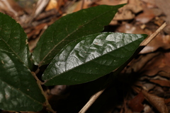 Aristolochia praevenosa