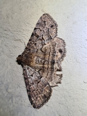 Diatenes aglossoides