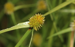 Cyperus erectus