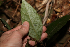 Aristolochia praevenosa
