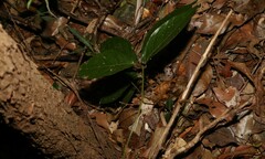 Aristolochia praevenosa