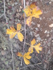Crataegus pseudomelanocarpa