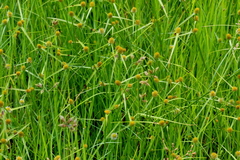 Cyperus erectus