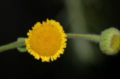 Pulicaria scabra