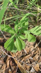 Cyphostemma
