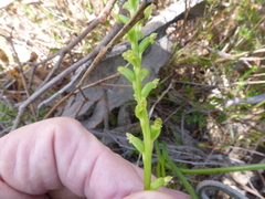 Microtis frutetorum