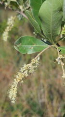 Terminalia sericea