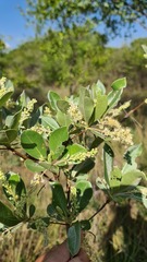 Terminalia sericea
