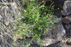 Pegolettia