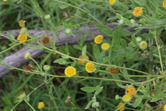 Pulicaria scabra