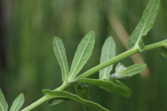 Pulicaria scabra